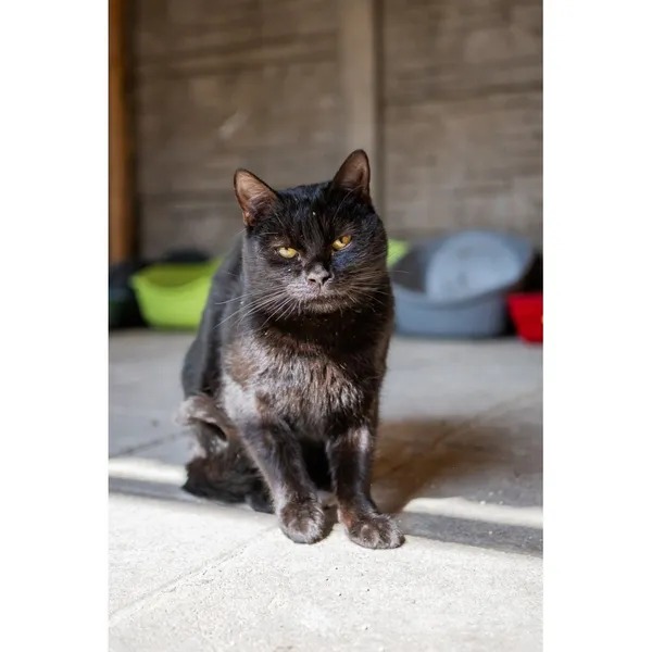 Znaleziono kota, Białystok, 12 października 2024 (2/3)