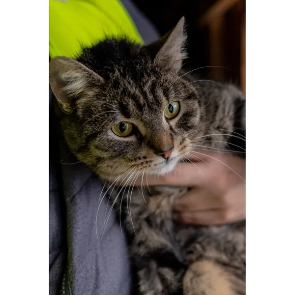 Znaleziono kota, Białystok, 12 grudnia 2024 (4/5)