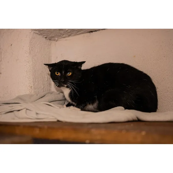 Znaleziono kota, Białystok, 16 października 2024 (3/3)