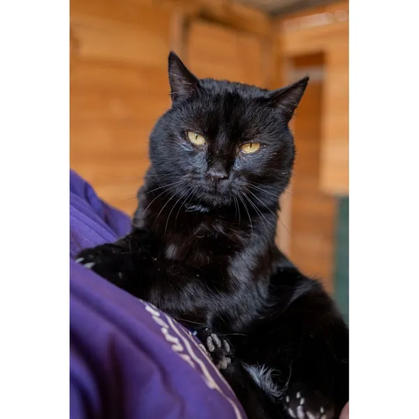 Znaleziono kota, Białystok, 29 grudnia 2024 (2/4)