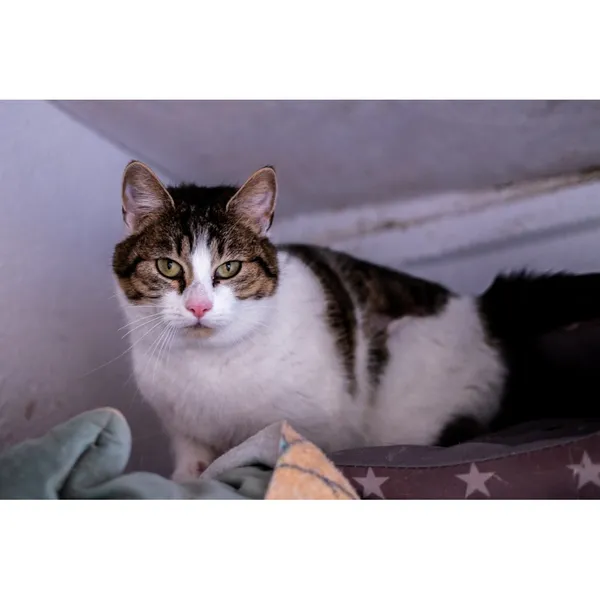 Znaleziono kota, Białystok, 2 stycznia 2025 (1/2)