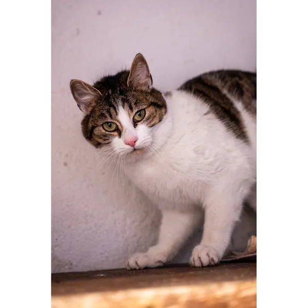 Znaleziono kota, Białystok, 2 stycznia 2025 (2/2)