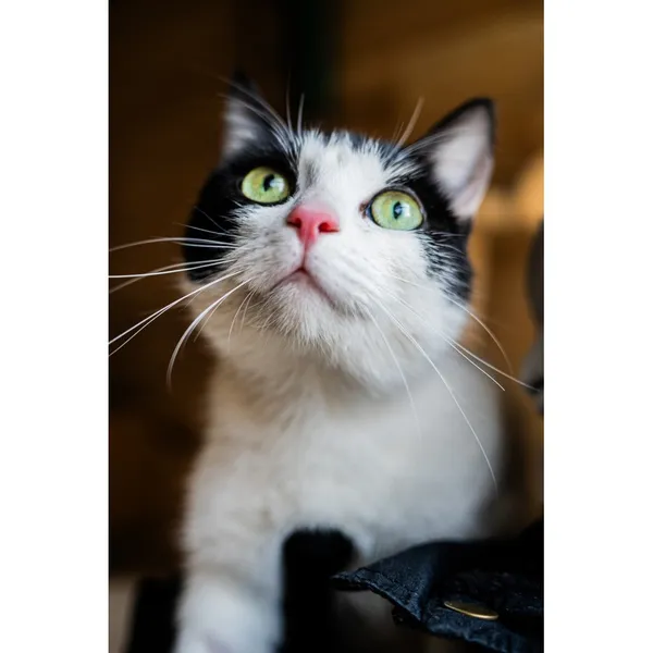 Znaleziono kota, Białystok, 16 stycznia 2025 (1/4)