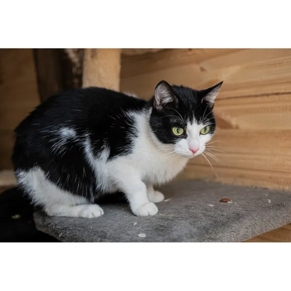 Znaleziono kota, Białystok, 16 stycznia 2025 (3/4)