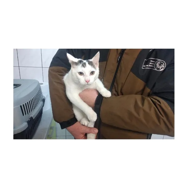 Znaleziono kota, Białystok, 17 lutego 2025