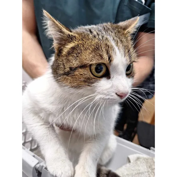 Znaleziono kota, Białystok, 20 lutego 2025