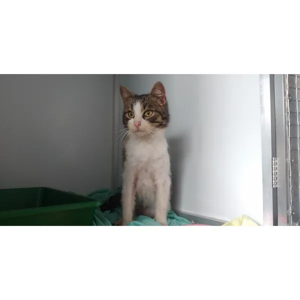 Znaleziono kota, Białystok, 13 marca 2025