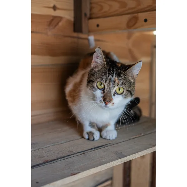 Znaleziono kota, Białystok, 2 stycznia 2025 (1/3)