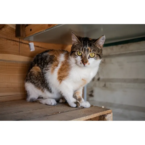 Znaleziono kota, Białystok, 2 stycznia 2025 (2/3)