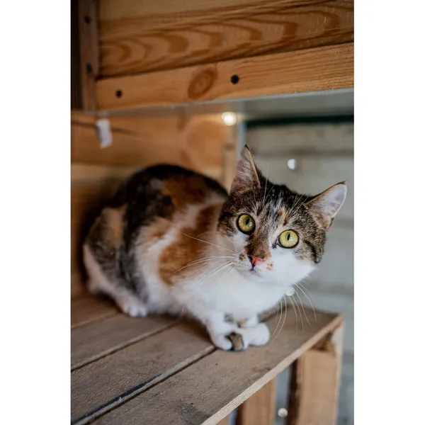 Znaleziono kota, Białystok, 2 stycznia 2025 (3/3)