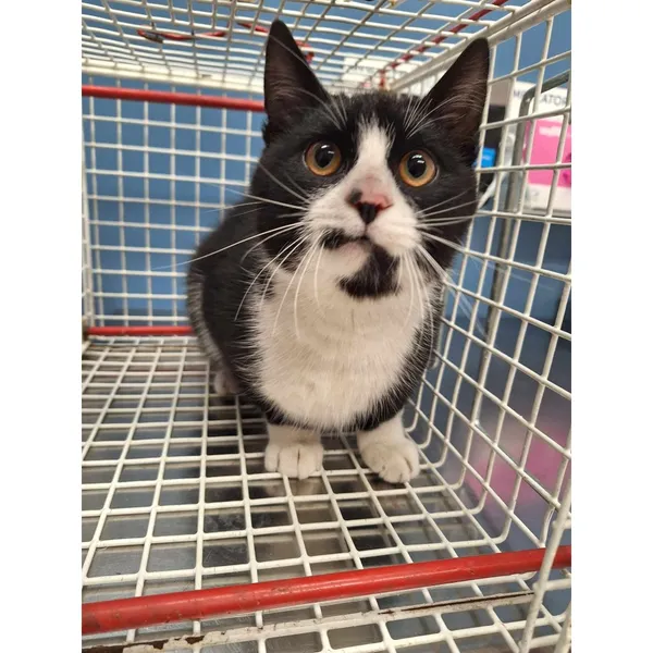 Znaleziono kota, Białystok, 15 marca 2025