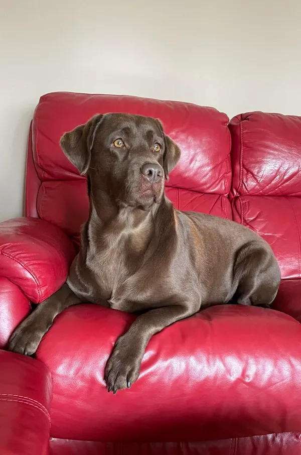 Zaginął pies, Żytnia, 19 marca 2025 (1/2)