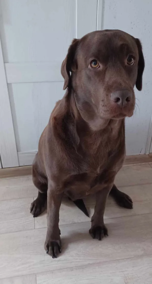 Zaginął pies, Żytnia, 19 marca 2025 (2/2)