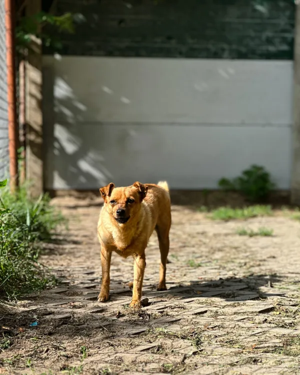 Pies do adopcji, Korabiewice, 18 marca 2025 (1/5)