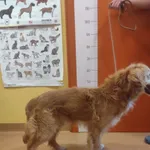 Znaleziono psa