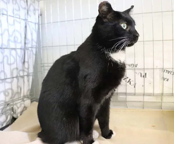 Znaleziono kota, Łódź, 18 marca 2025 (1/2)