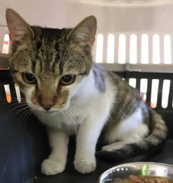 Znaleziono kota, Łódź, 18 marca 2025 (1/3)