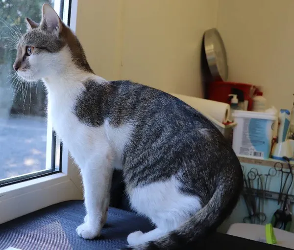 Znaleziono kota, Łódź, 18 marca 2025 (2/3)