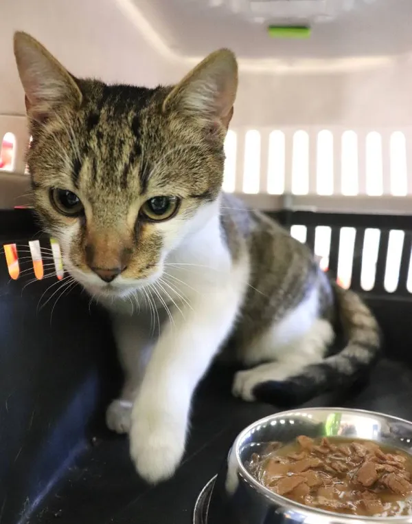 Znaleziono kota, Łódź, 18 marca 2025 (3/3)