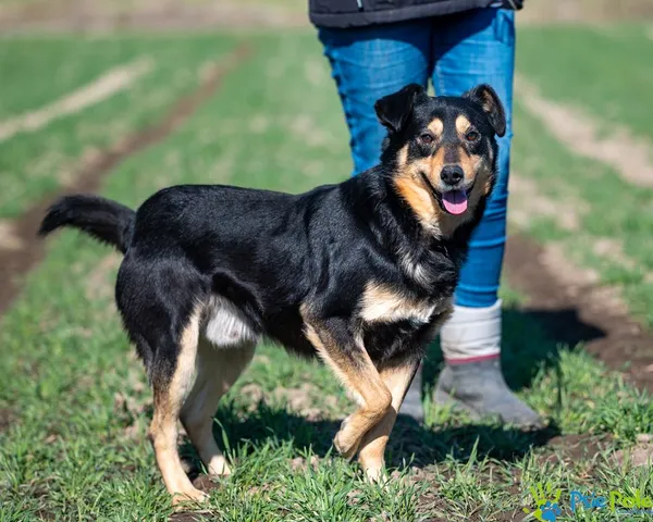 Pies do adopcji, Racławice, 12 marca 2025 (1/5)