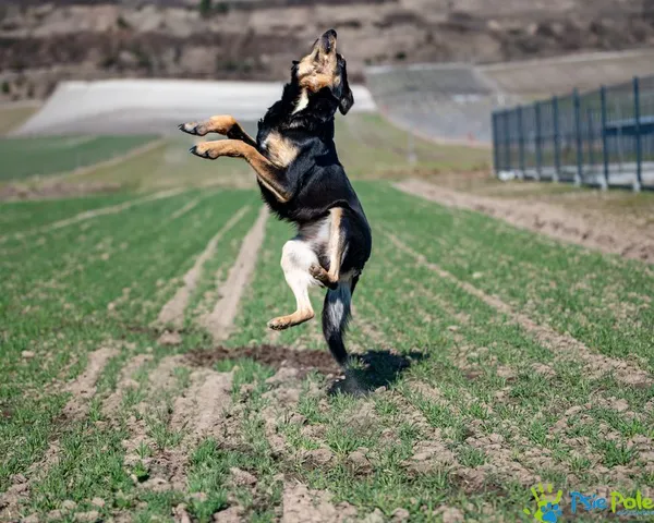 Pies do adopcji, Racławice, 12 marca 2025 (2/5)