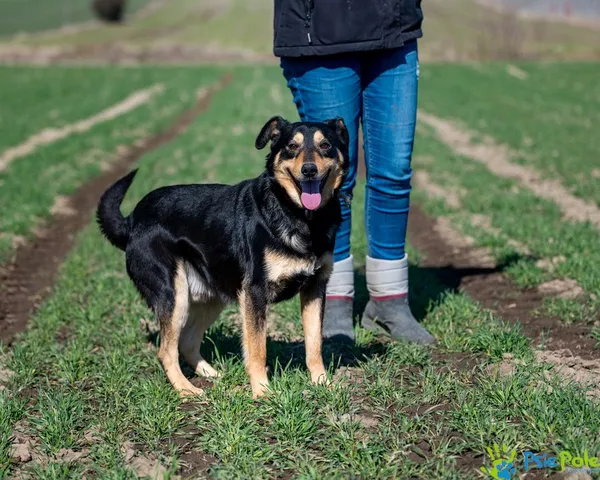 Pies do adopcji, Racławice, 12 marca 2025 (4/5)