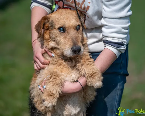 Pies do adopcji, Racławice, 12 marca 2025 (1/5)