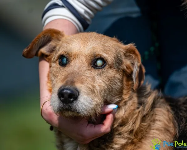 Pies do adopcji, Racławice, 12 marca 2025 (5/5)