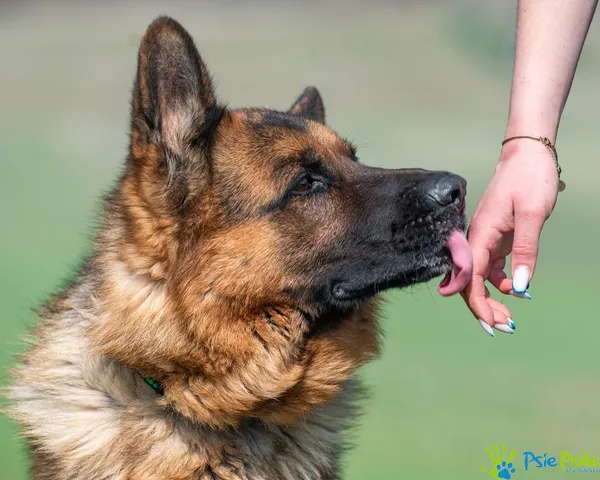 Pies do adopcji, Racławice, 12 marca 2025 (3/5)