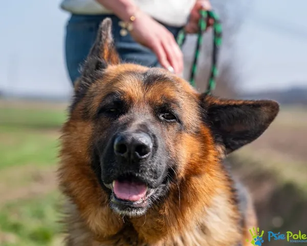 Pies do adopcji, Racławice, 12 marca 2025 (4/5)