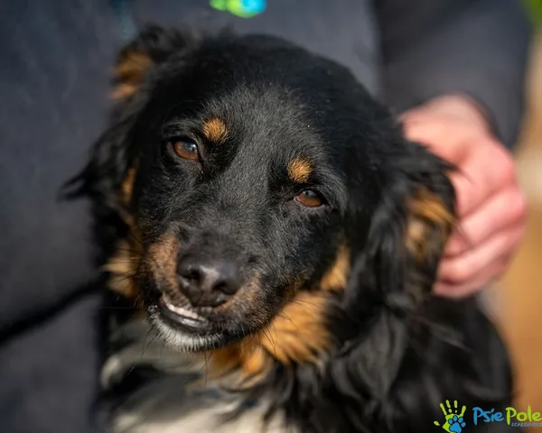 Pies do adopcji, Racławice, 13 marca 2025 (1/5)