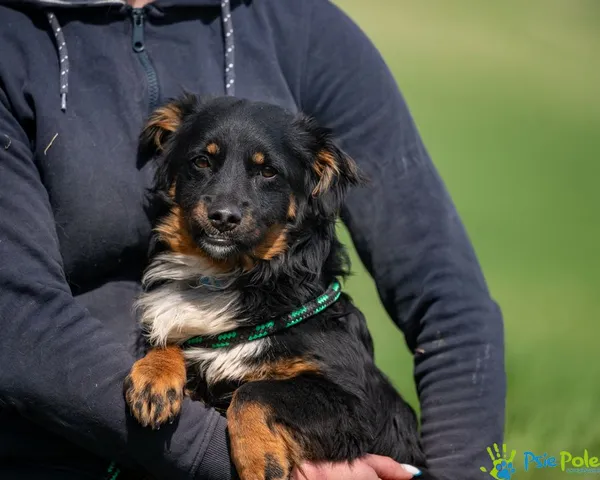 Pies do adopcji, Racławice, 13 marca 2025 (2/5)