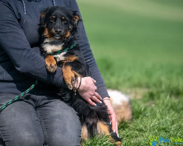 Pies do adopcji, Racławice, 13 marca 2025 (3/5)