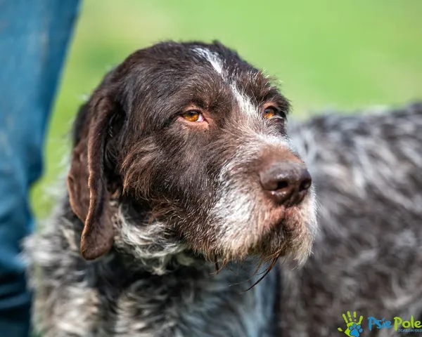 Pies do adopcji, Racławice, 15 marca 2025 (1/5)