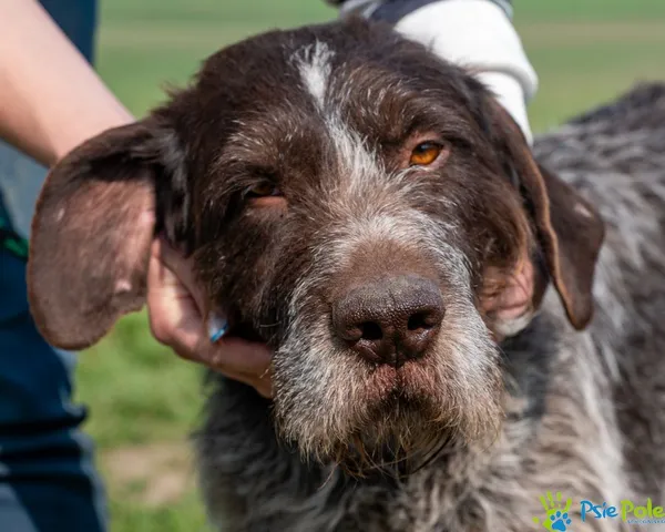 Pies do adopcji, Racławice, 15 marca 2025 (2/5)