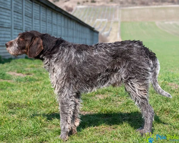 Pies do adopcji, Racławice, 15 marca 2025 (3/5)