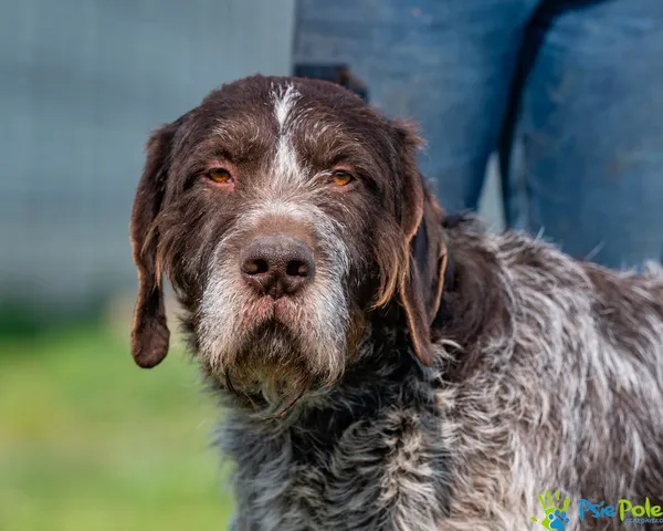 Pies do adopcji, Racławice, 15 marca 2025 (4/5)