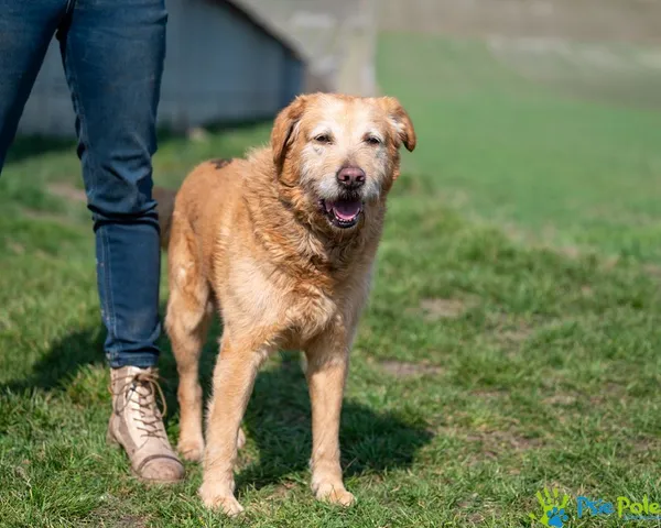 Pies do adopcji, Racławice, 16 marca 2025 (1/5)