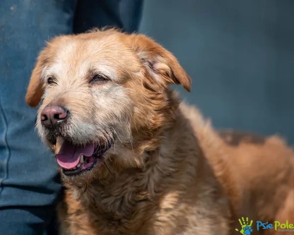 Pies do adopcji, Racławice, 16 marca 2025 (2/5)