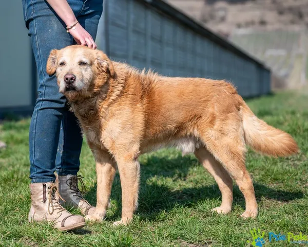 Pies do adopcji, Racławice, 16 marca 2025 (3/5)