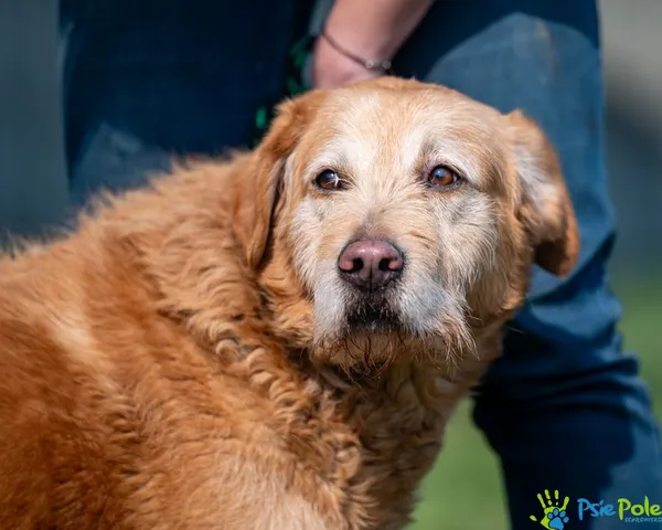 Pies do adopcji, Racławice, 16 marca 2025 (4/5)