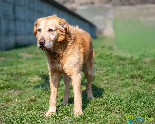 Pies do adopcji, Racławice, 16 marca 2025 (5/5)