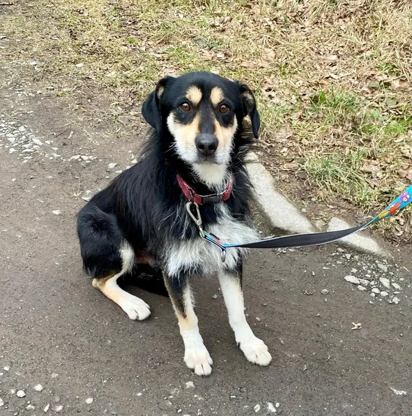 Pies do adopcji, gmina Platerówka, 18 marca 2025 (1/3)