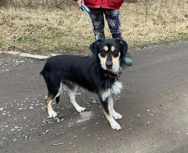 Pies do adopcji, gmina Platerówka, 18 marca 2025 (3/3)