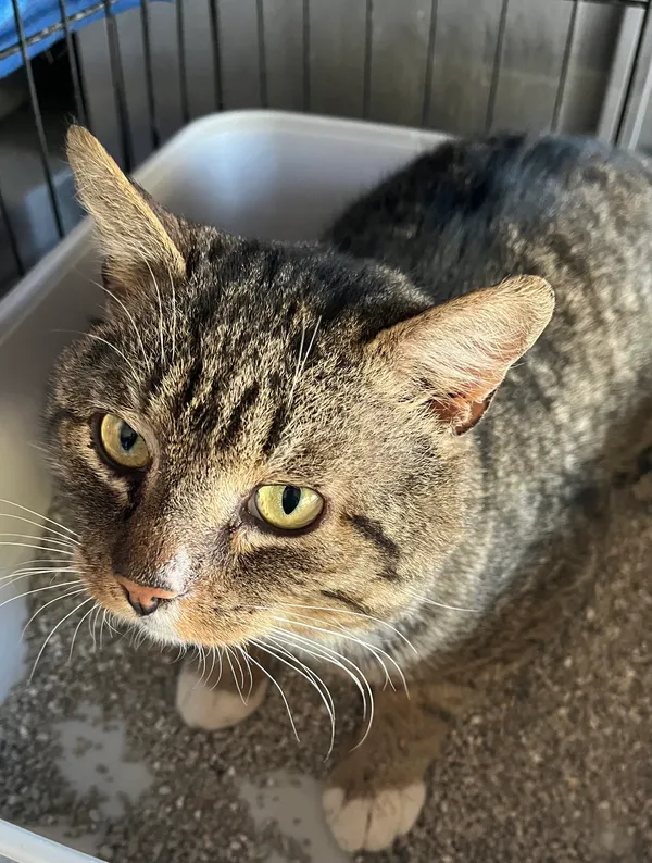 Znaleziono kota, Dobra, 17 marca 2025