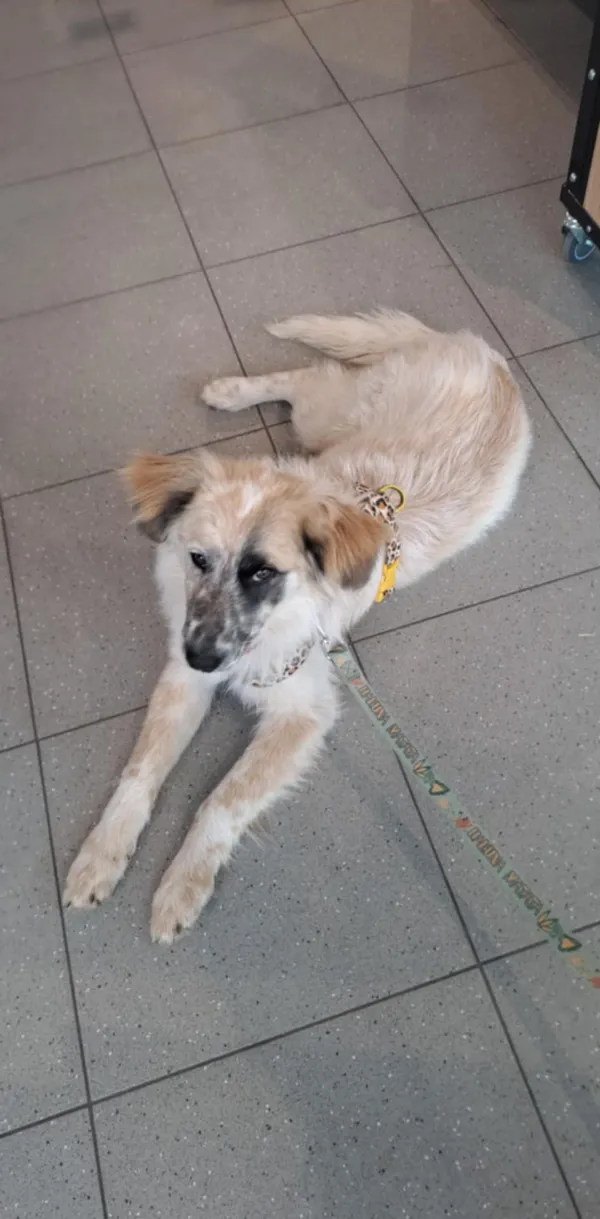 Pies do adopcji, Orzechowce, 13 marca 2025 (1/4)