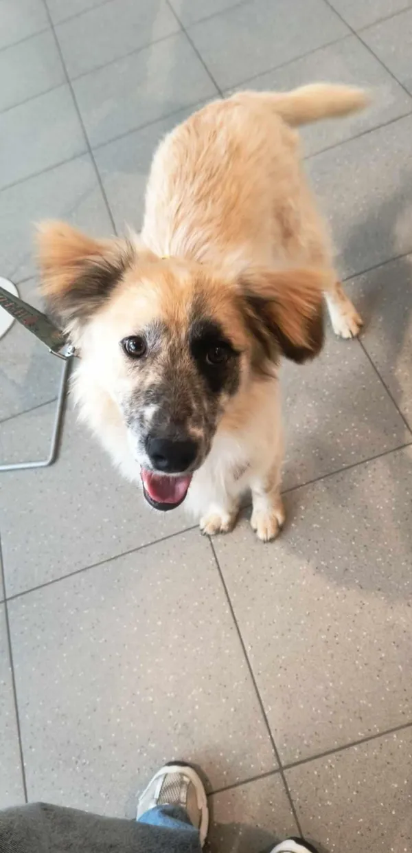 Pies do adopcji, Orzechowce, 13 marca 2025 (2/4)