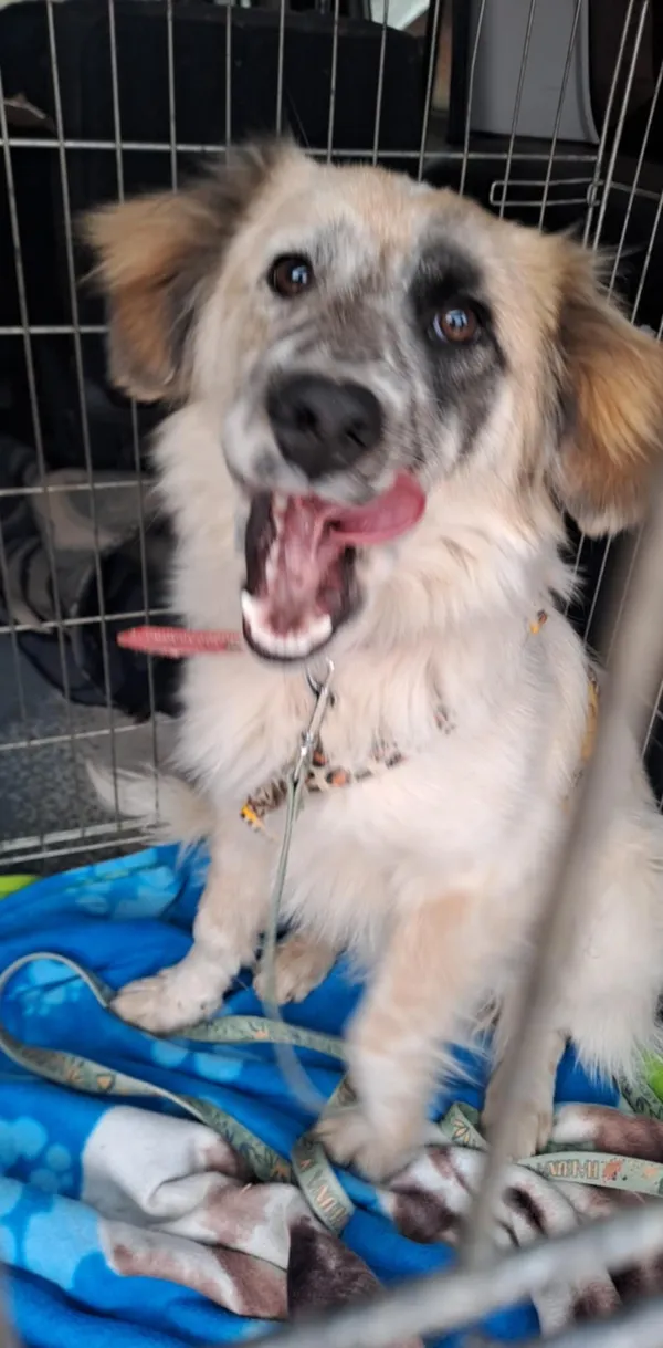 Pies do adopcji, Orzechowce, 13 marca 2025 (3/4)