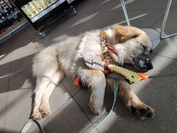 Pies do adopcji, Orzechowce, 13 marca 2025 (4/4)