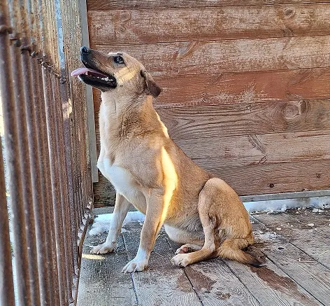 Pies do adopcji, Orzechowce, 13 marca 2025 (1/3)